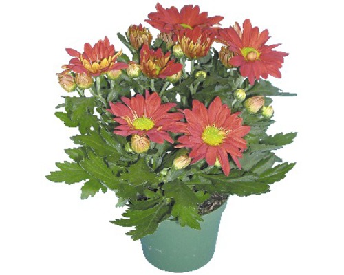 Chrysanthemum Mix FloraSelf Chrysanthemum indicum Mix Ø 12 cm pot