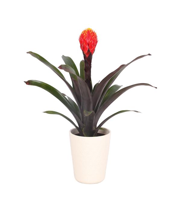 Guzmanie - Guzmania 'Tala', in Keramik