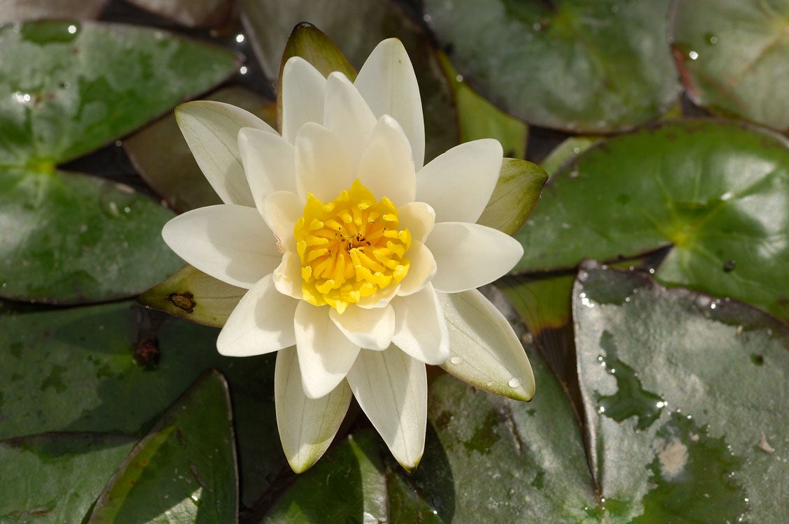 Waterlelie (Nymphaea 'Pygmea alba') D 11 H 30 cm