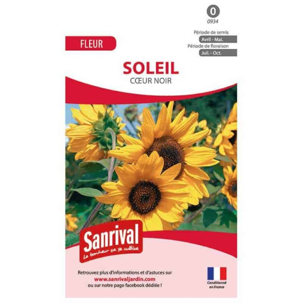 Graines de soleil tournesol jaune