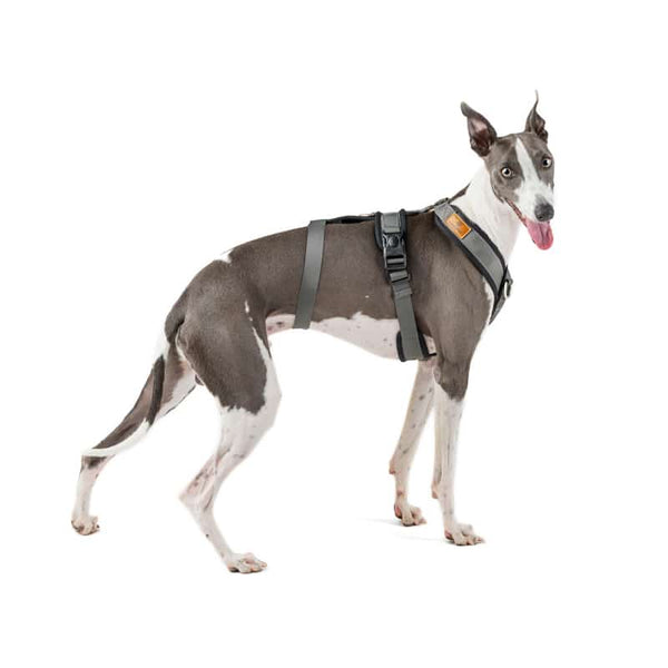 Coleira peitoral anti-fuga de 3 pontos - Ideal para cães de caça à vista: Galgo Italiano, Whippet, Galgo Inglês, Podenco - Segura, respirável e durável - Perfeita para caminhadas, treinamento e corrida - Antracite, G