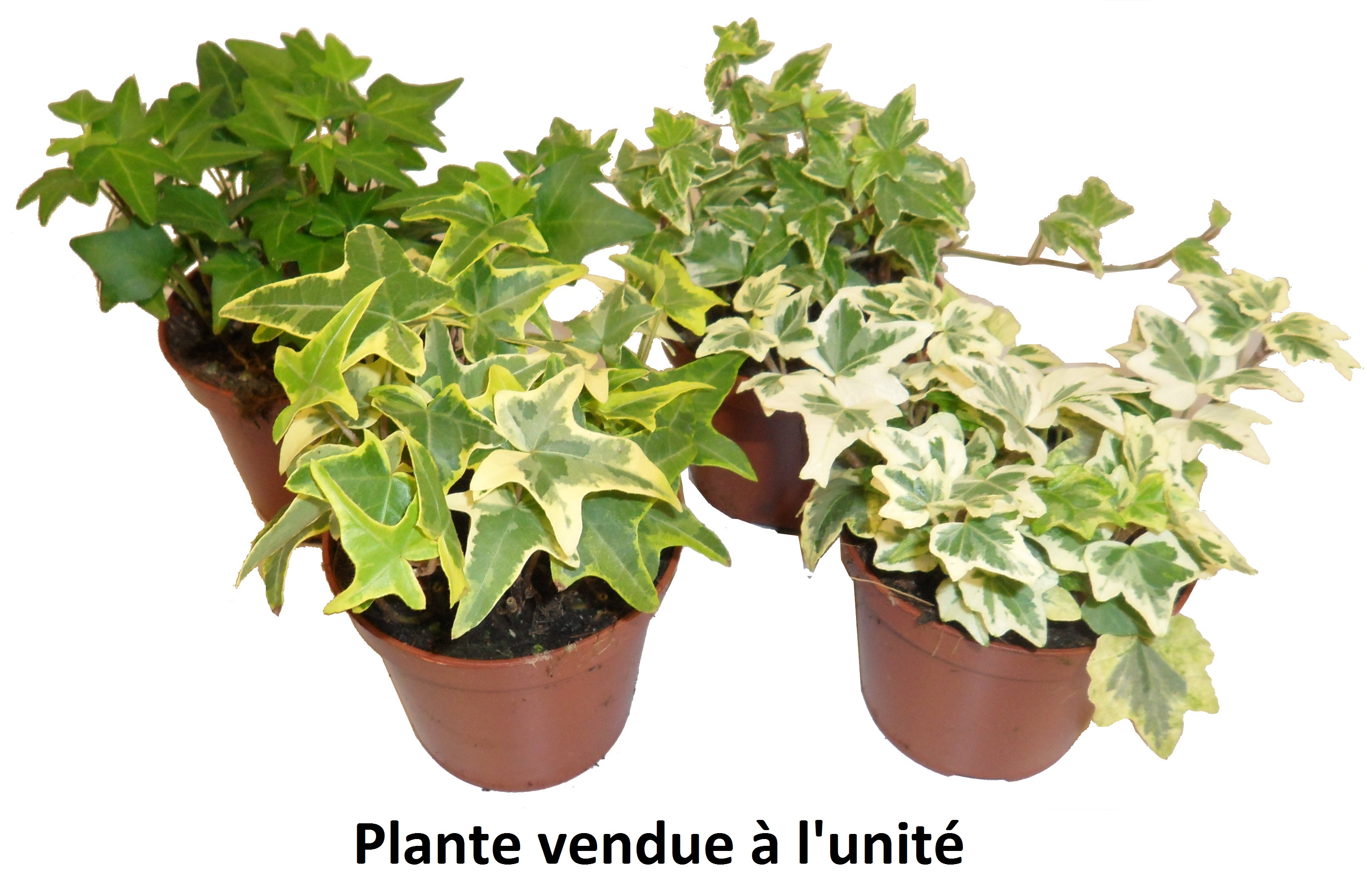 Hedera varié pot 9 cm