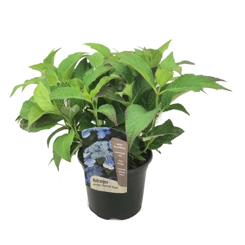 Hydrangea serrata 'summerglow' - hortensia - pot de 19cm - hauteur 25-40cm
