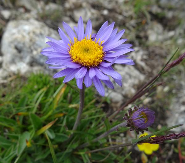 Bio Alpen-Aster 'Dunkle Schöne'