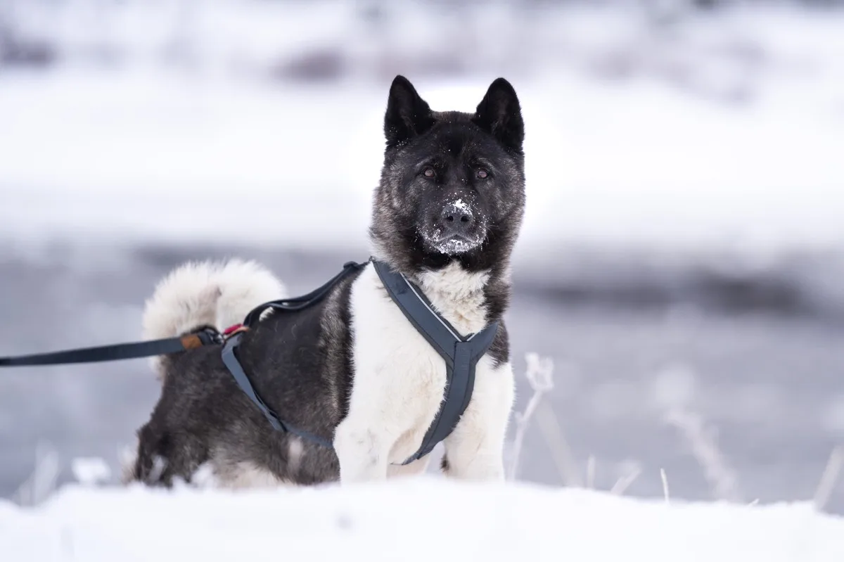 Seleverkstedet Trekreg dog harness Grå/brun
