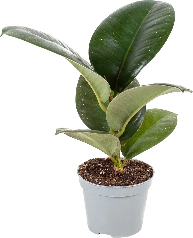 Philodendron/Ficus Grønnplanter mini Høyde 15 cm
