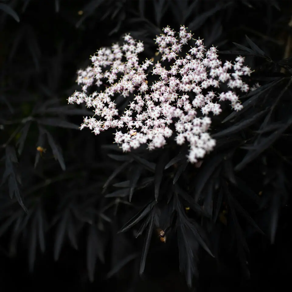 Zwarte vlier - Set van 2 - Sambucus nigra 'Black Lace' - Hoogte 25-40cm - ⌀17cm