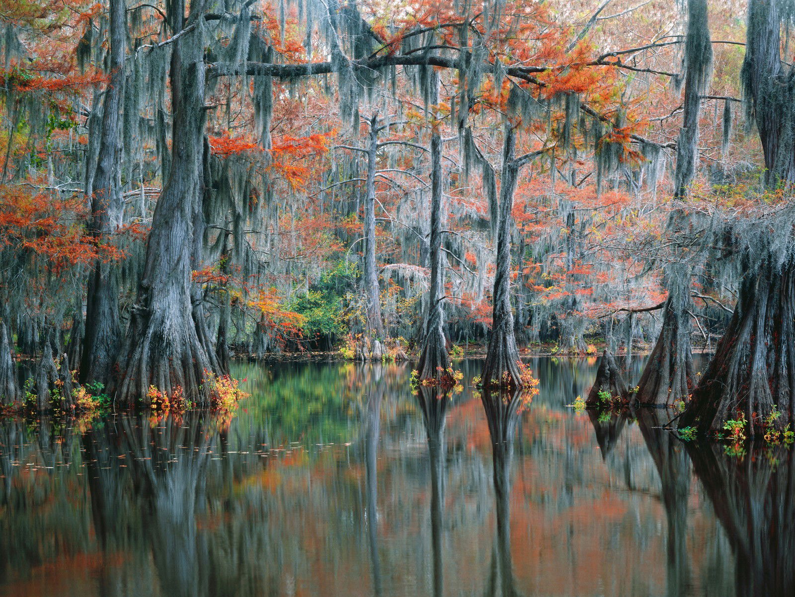The Secret Cypress Swamp by Georg Popp - Limited Edition. Edition of: 150. Signed.