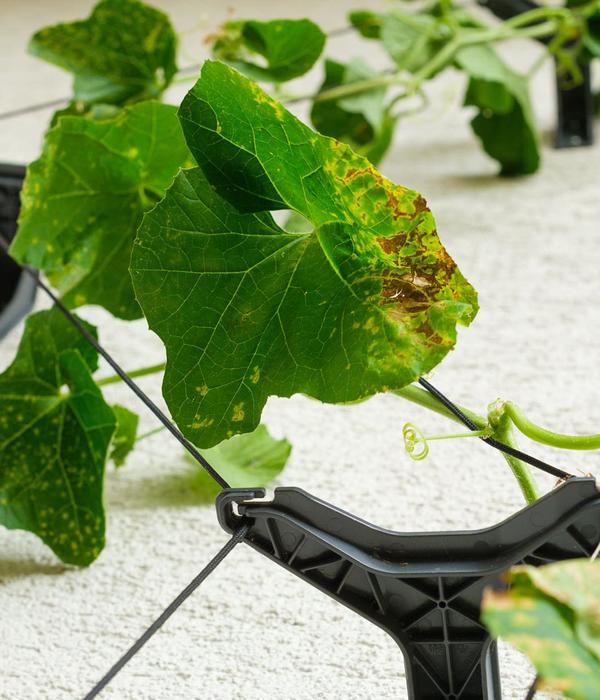 Gusta Garden Gurken-Topf Curt Cucumber, ca.
