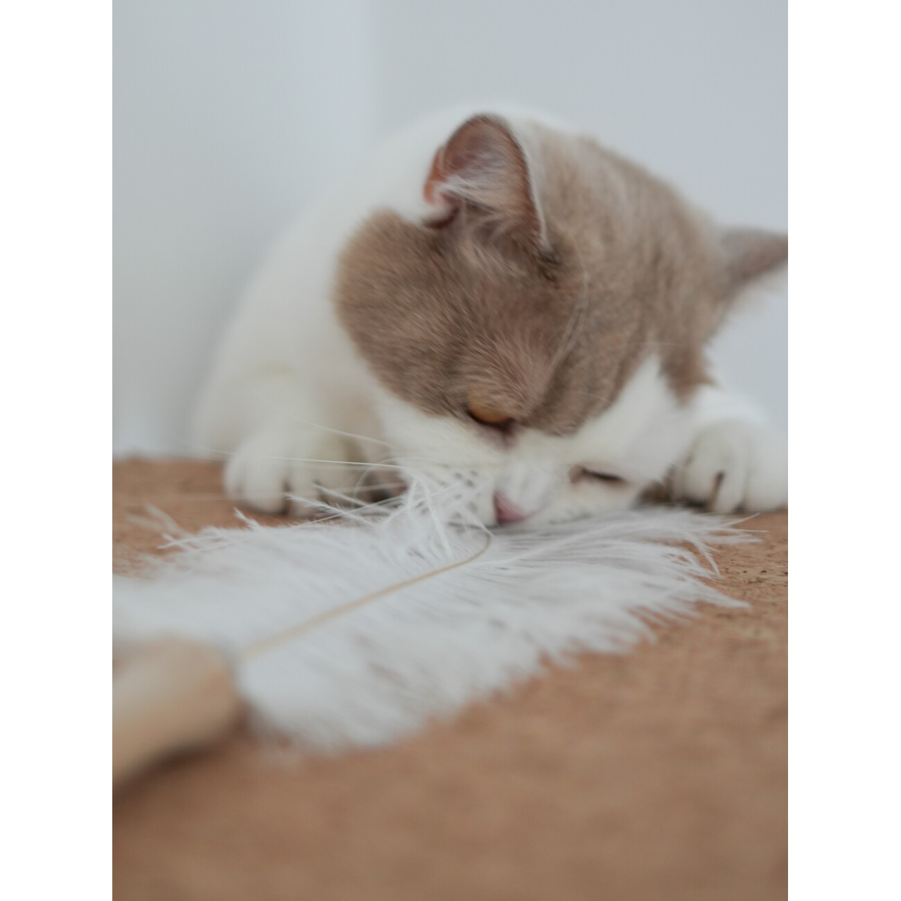 Kater Kasimir Federwedel für Katzen mit einer echten Straußenfeder