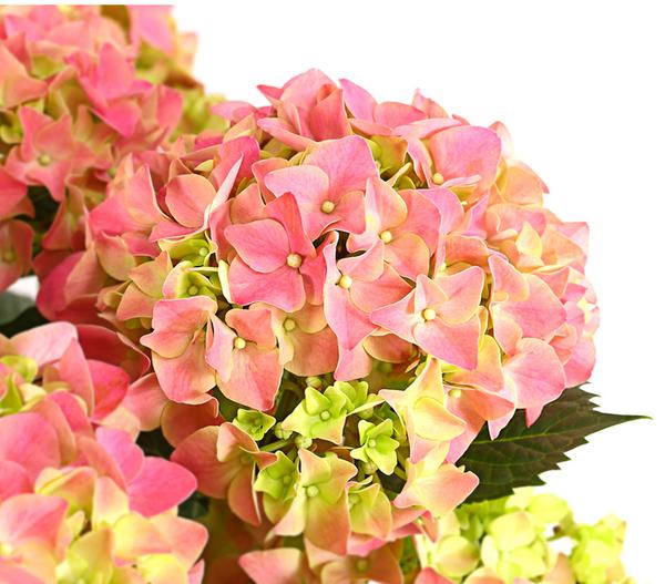 Bauern-Hortensie, ca. 40-50 cm