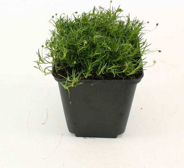 Vetmuur (Sagina subulata) D 9 H 10 cm
