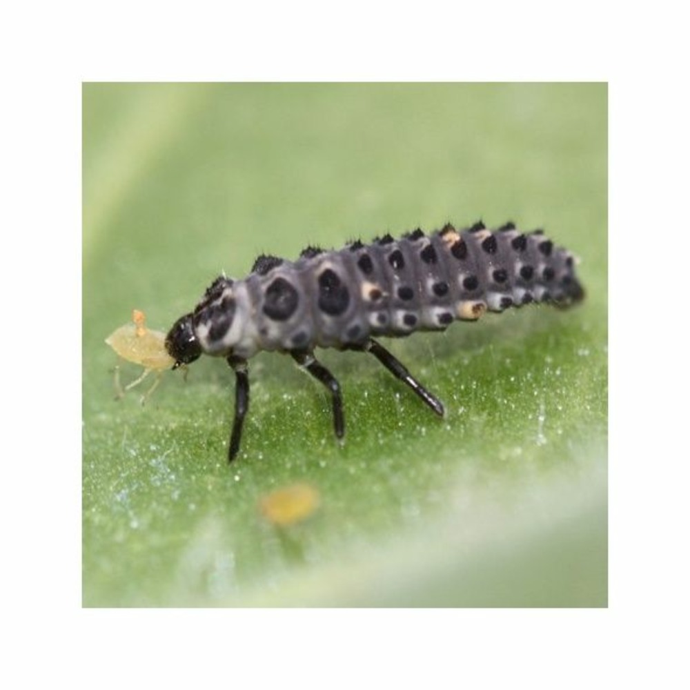 1000 larves coccinelles anti-pucerons - coccifly