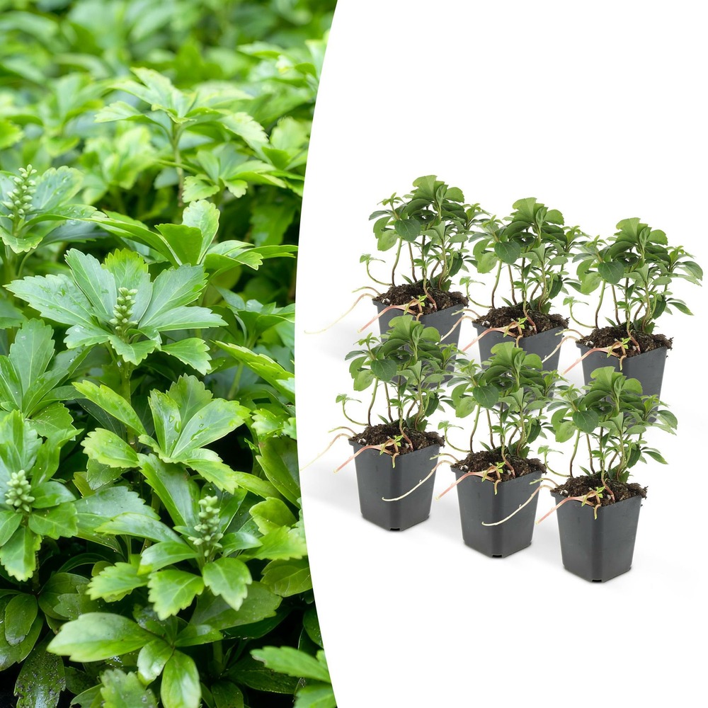 Pachysandra term. 'green carpet'