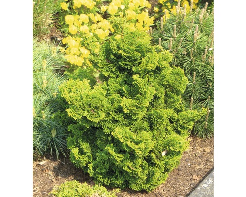 Kleine mosselcipres FloraSelf Chamaecyparis obtusa 'Nana Gracilis' H 15-20 cm Co 2 L