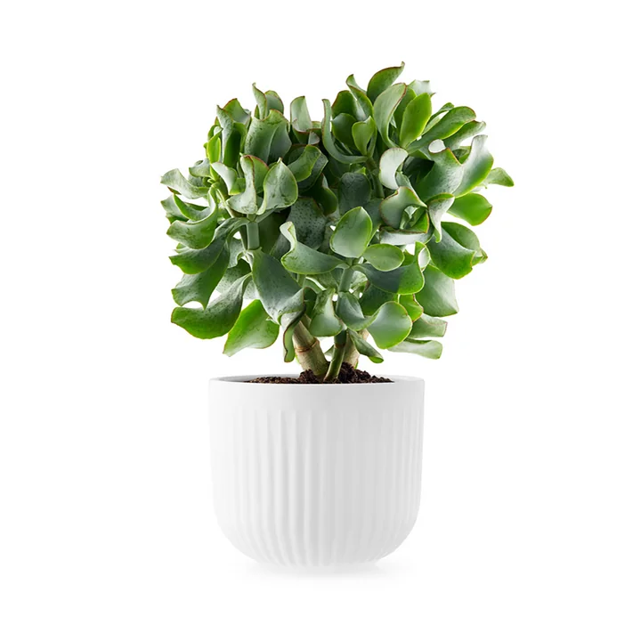 Eva Trio - Legio Nova Übertopf Ø 15,5 cm, weiss