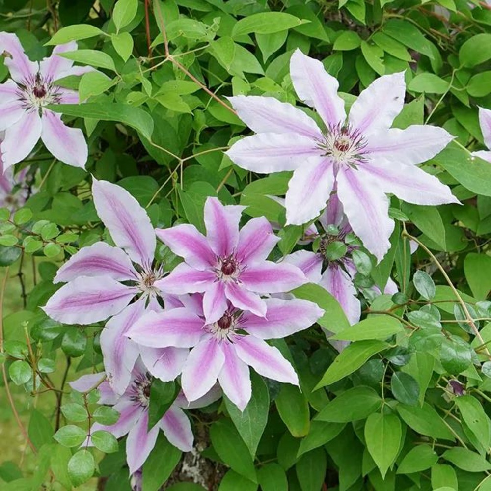 Clématite 'nelly moser' - clematis 1,5l