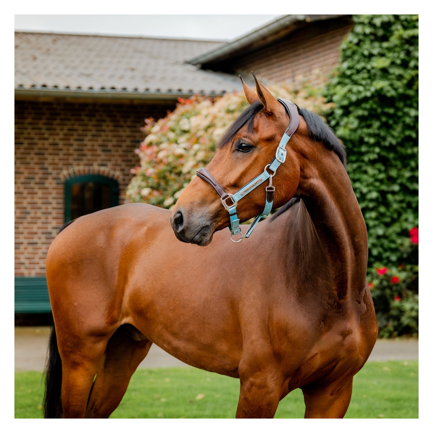 HORSEWARE Signature Halfter  - brown/blue haze