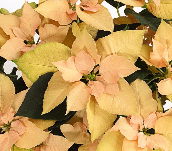 Weihnachtsstern - Euphorbia pulcherrima in