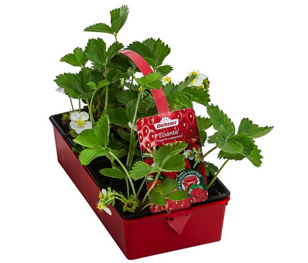 Erdbeere 'Elsanta', 8er-Schale