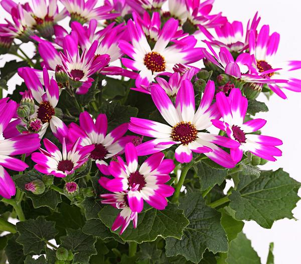 Teneriffa Stern - Cineraria