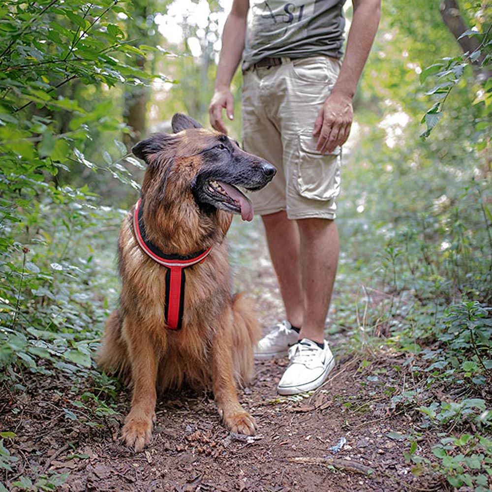 Harnais pour chiens de taille grande daytona cross l, réfléchissant, rembourrée, avec boucle magnétique