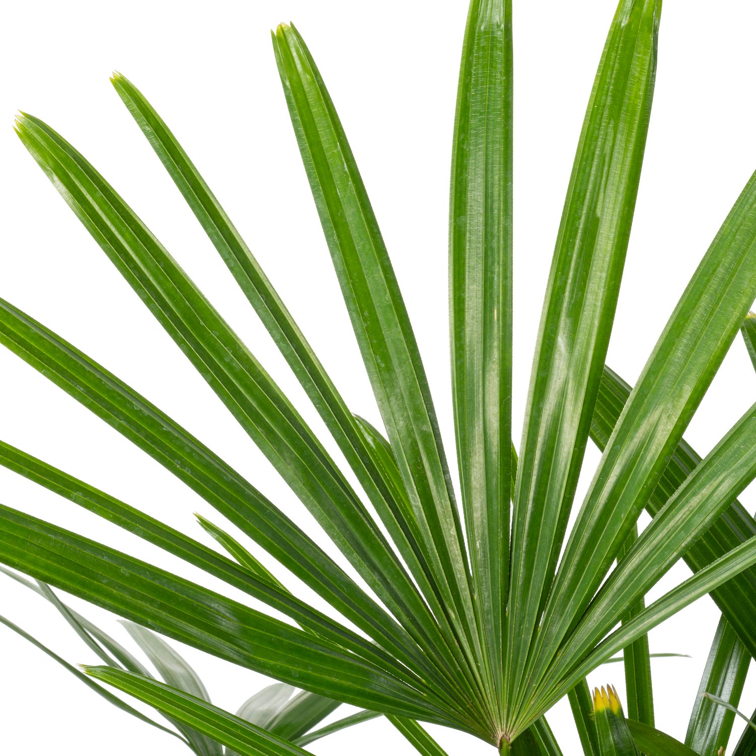 Bamboepalm (Rhapsis excelsa) D 24 H 130 cm