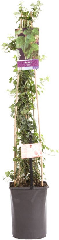 Kleinbladige Klimop (Hedera helix) H 80-100 cm