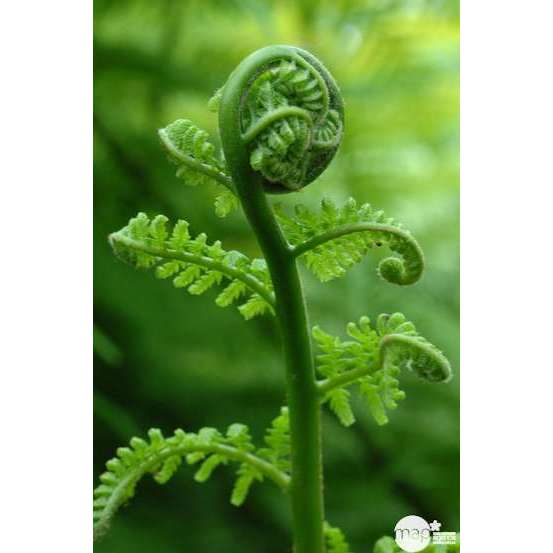 Dicksonia antartica : ctr 3 litres