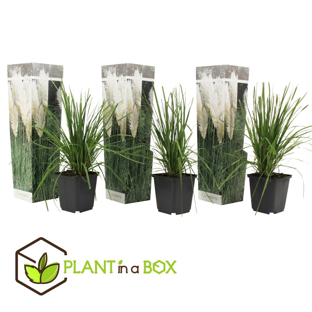 Herbe de la pampa selloana - set de 3 - la pampa - blanc - pot 9cm - hauteur 25-40cm