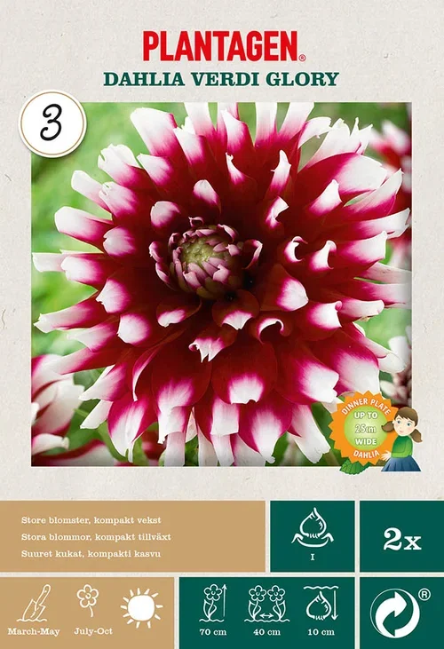 Dahlia x pinnata (Decorative Group) 'Verdi Glory' Dekorativ georgine 'Verdi Glory’ 2 pk