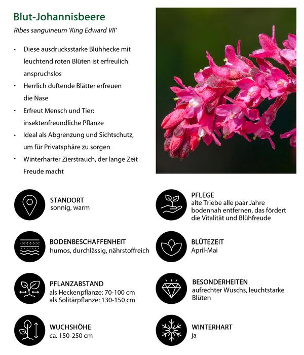 Blütenhecke Impress, 4-teilig