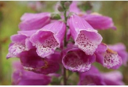 Vingerhoedskruid (Digitalis purpurea) D 9 H 10 cm