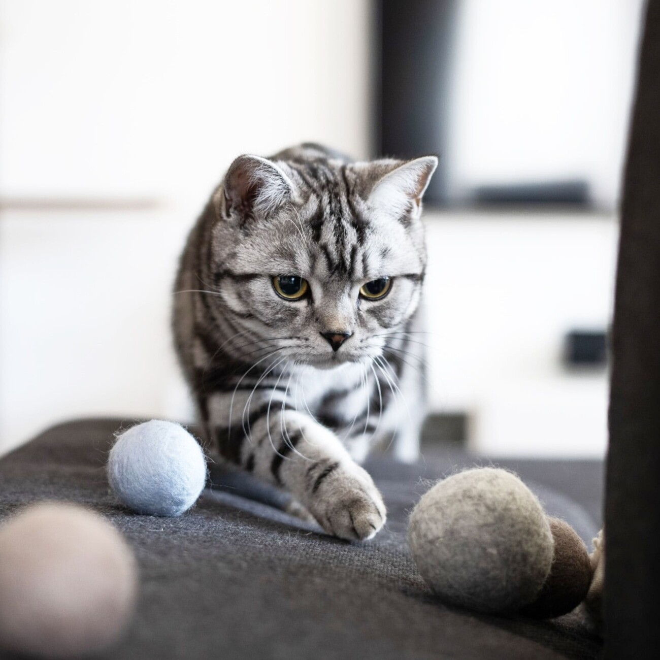LucyBalu SOUND BALLS Katzen Filzbälle mit Glocke
