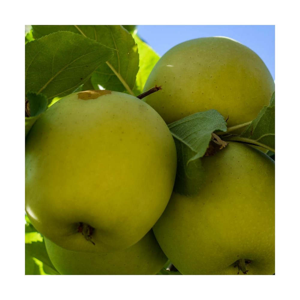 Pommier pumila golden delicious/malus pumila golden delicious[-]pot de 10l - gobelet 2 ans