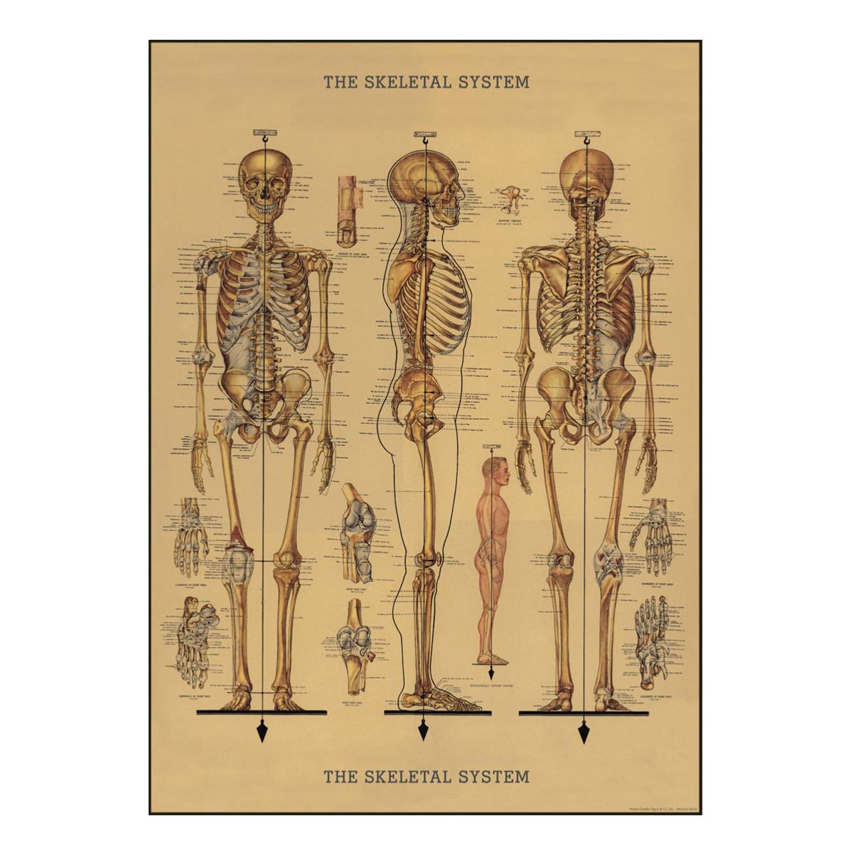 Affiche vintage squelette Letterbox