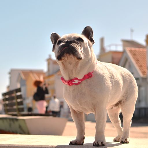 Coleira para cães Dashi Colorflex rosa em TPU