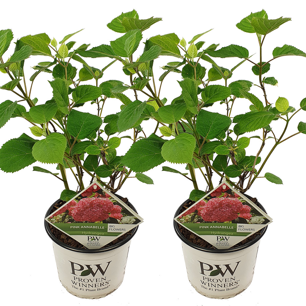 2x hortensia arborescens 'pink annabelle' - hortensia - arbuste - rustique – ⌀19 cm - ↕40-50 cm