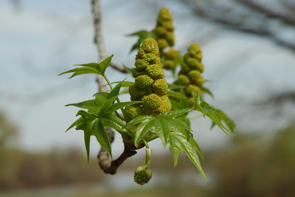 Copalme d'amérique - 100 graines - liquidamber styraciflua