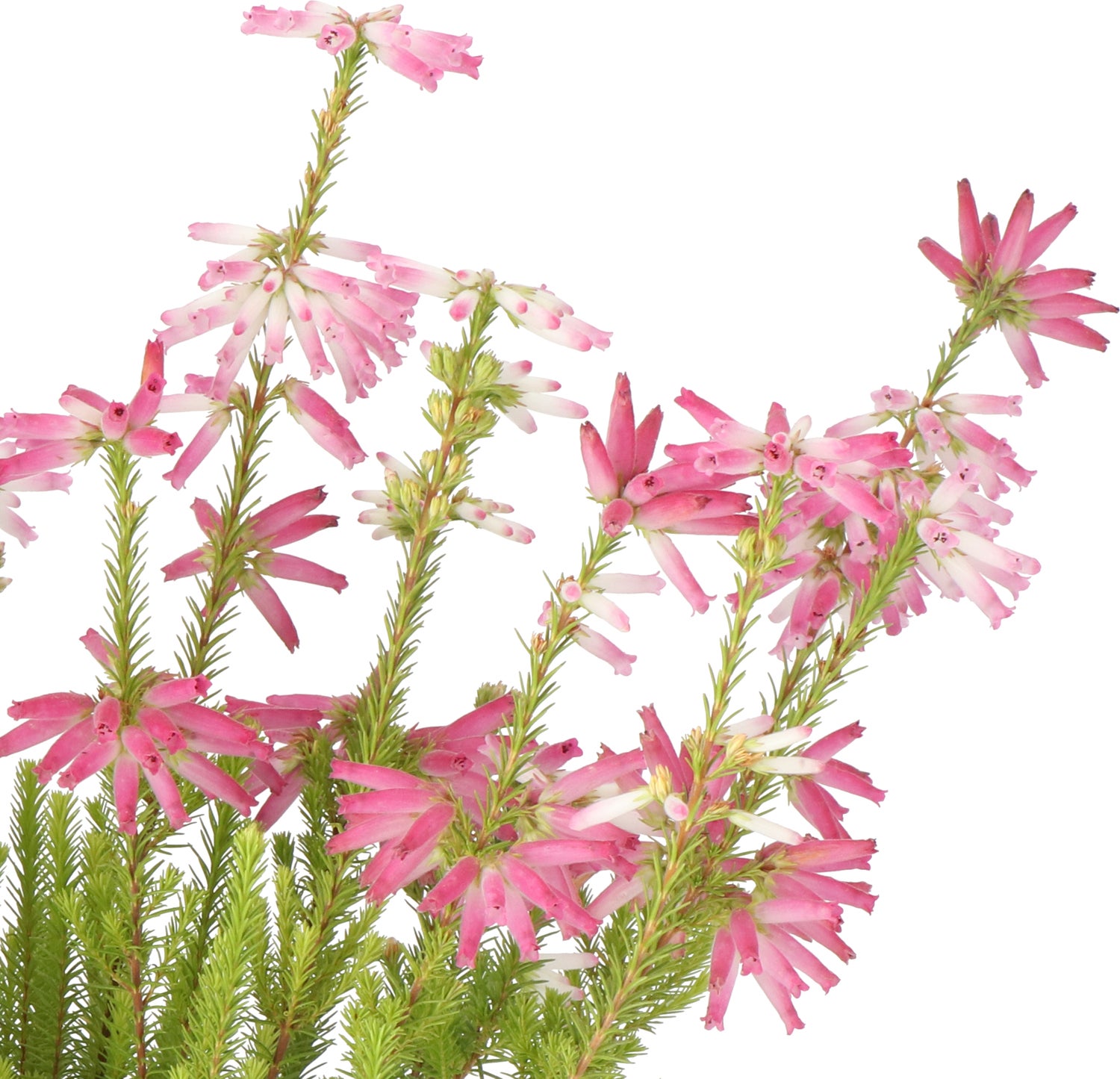 Winterheide (Erica verticulata) D 12 H 25 cm