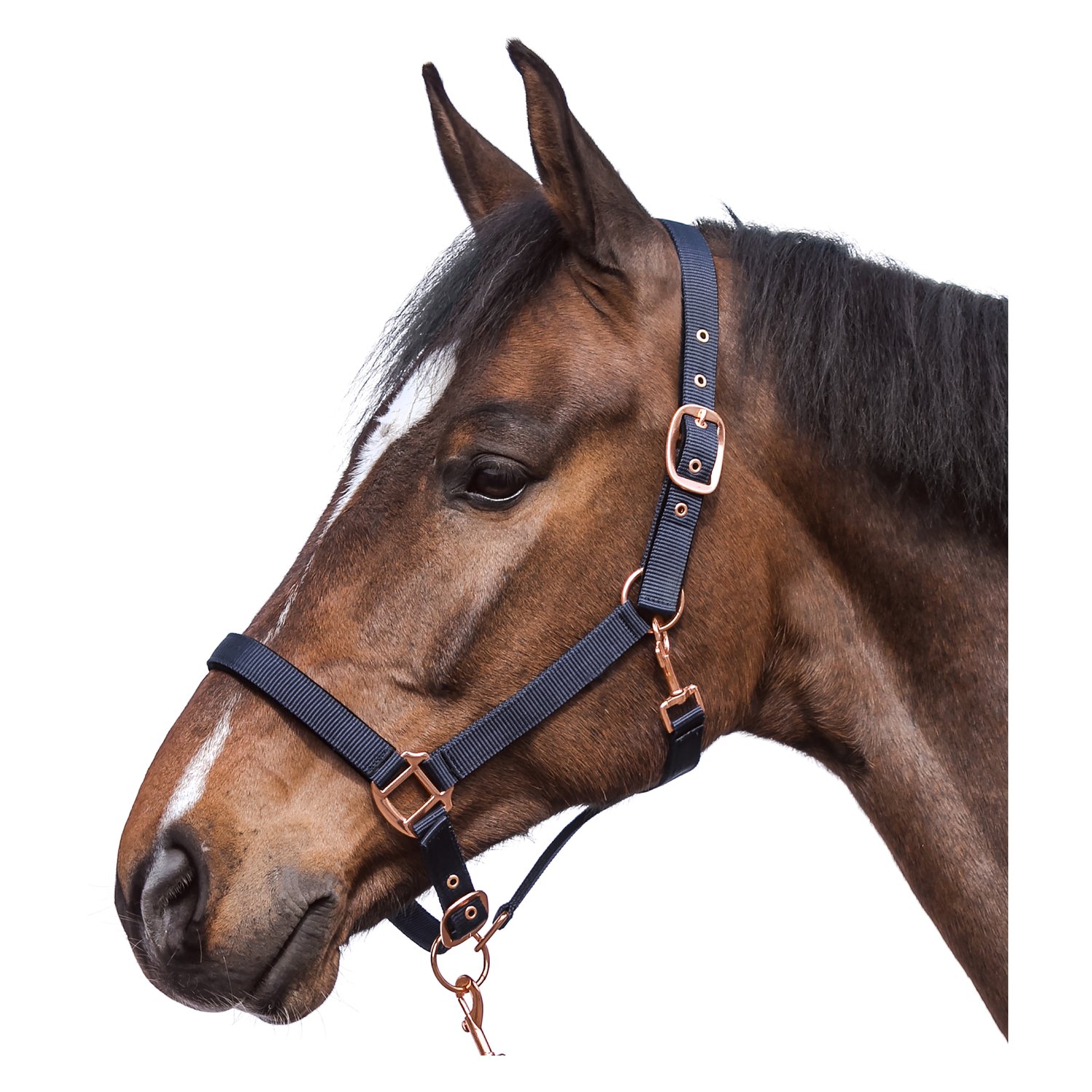 Horse-friends Halfter Lima  - navy