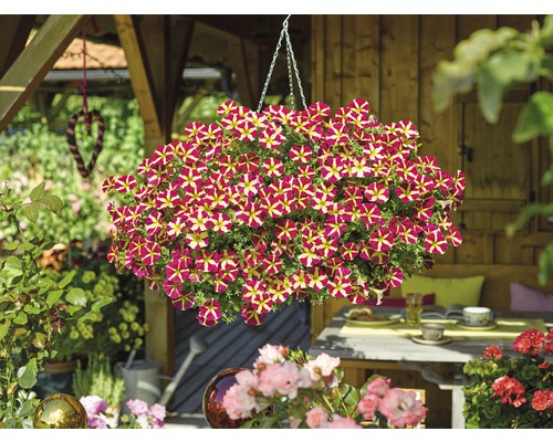 Hangpetunia, tweekleurig, FloraSelf Petunia x hybride, hangmand Ø 23 cm