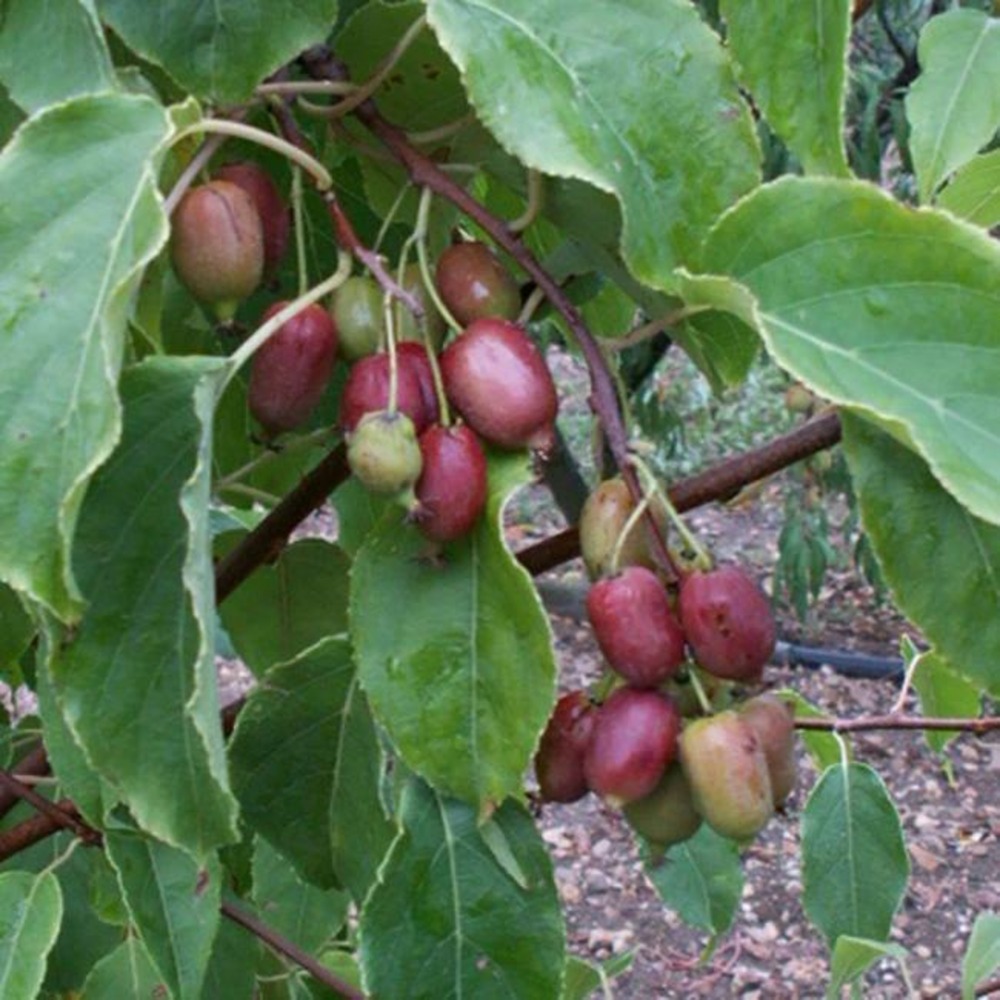 Kiwaï femelle 'ken's red'- actinidia arguta 3l