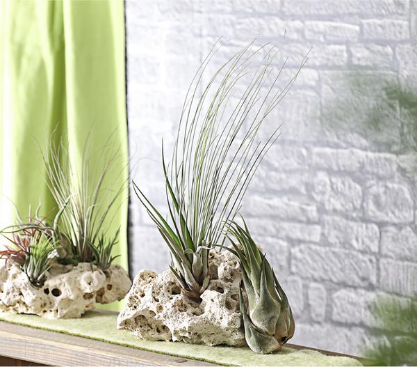 XXL Tillandsien-Set - Tillandsia Hybride,