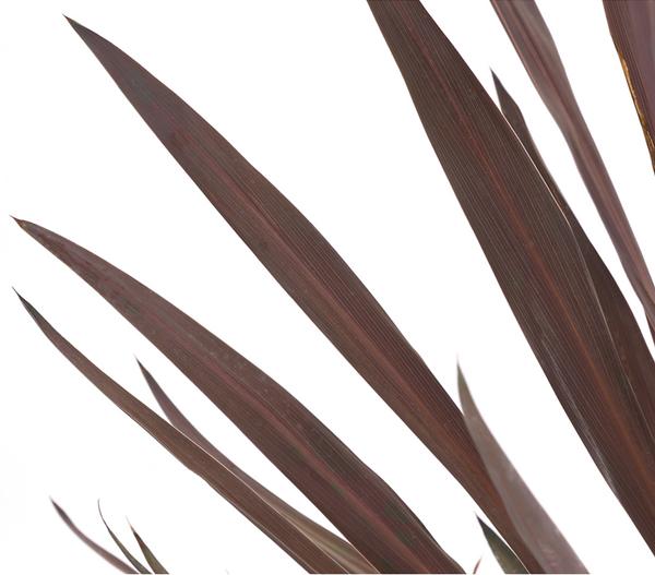 Keulenlilie - Cordyline australis
