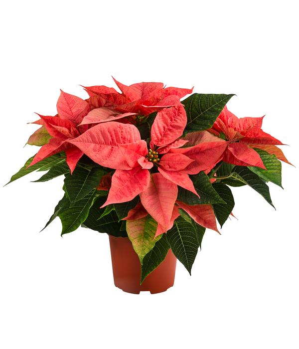 Weihnachtsstern - Euphorbia pulcherrima 'Pink
