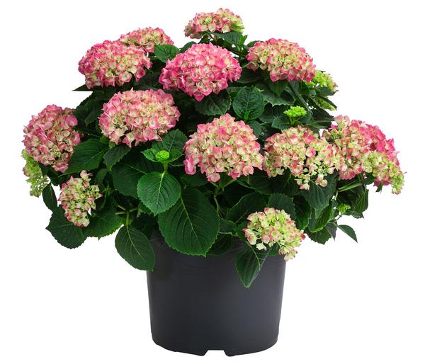Bauern-Hortensie, ca. 45-55 cm