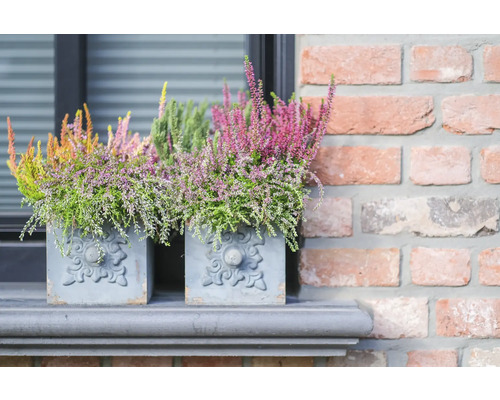 Knopheide FloraSelf Calluna vulgaris Beauty Ladies Beautybelle Ø 13 cm pot diverse kleuren