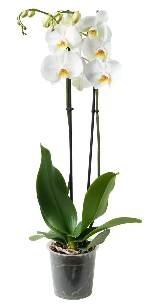 Phalaenopsis hybrid Orkidé Høyde 60-70 cm
