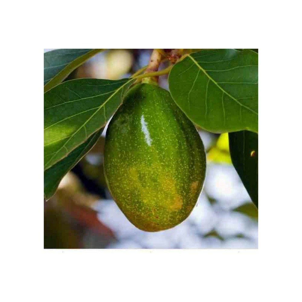 Avocatier persea americana var. Zutano (de greffe) blanc - taille pot de 7 litres ? 60/80 cm